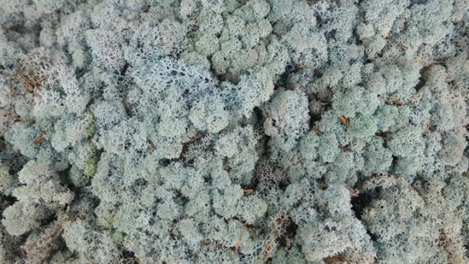 Lichen grisâtre