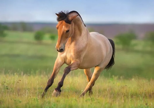 Cheval à la robe isabelle