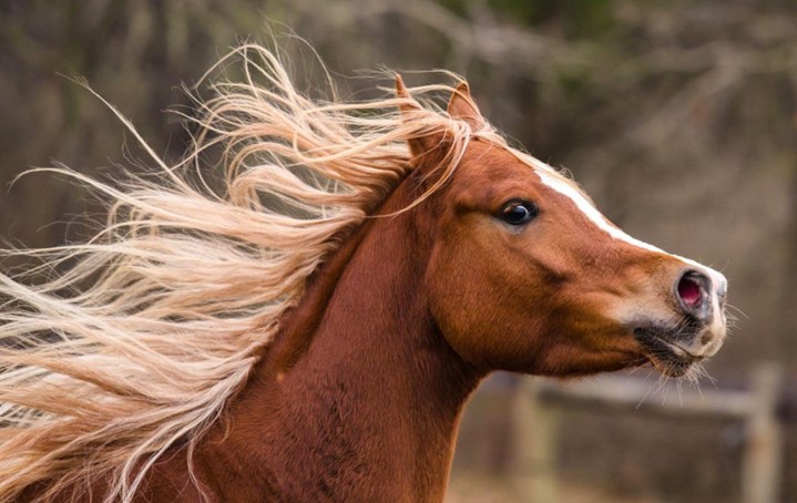 Crinière de cheval