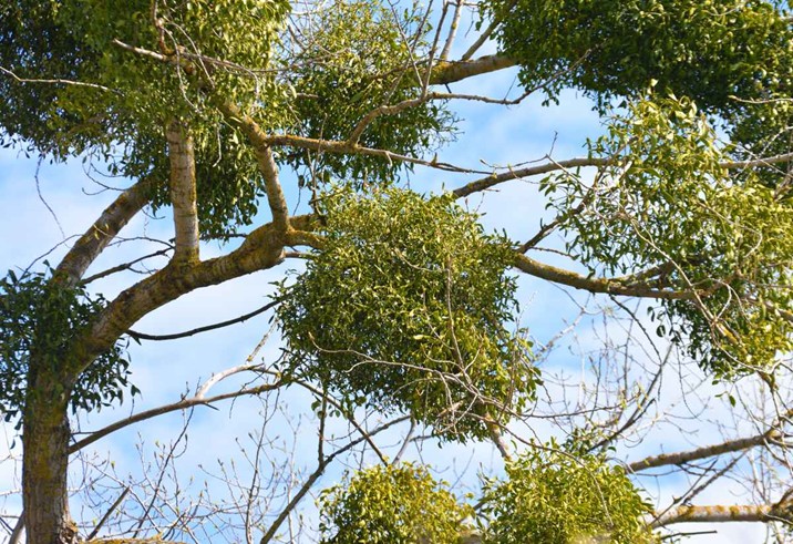 Boules de gui sur les branches d'un arbre