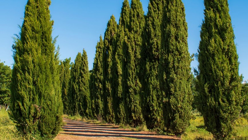 Rangée de cyprès
