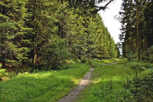 Chemin de traverse