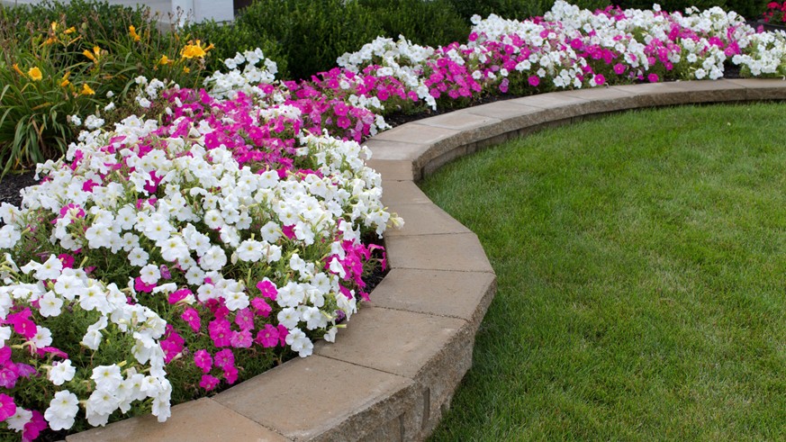 Parterre de fleurs