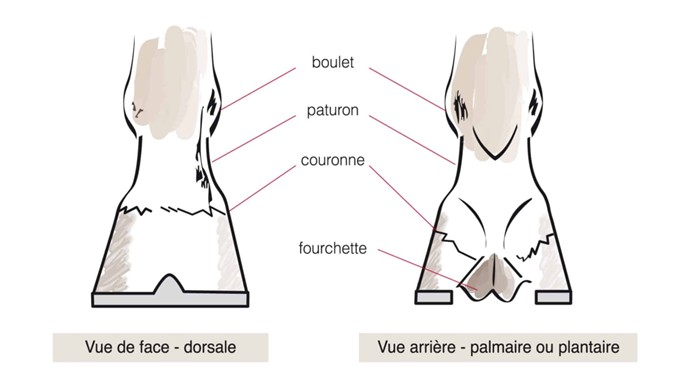 Schéma du pied de cheval