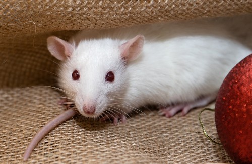 Souris atteinte d’albinisme