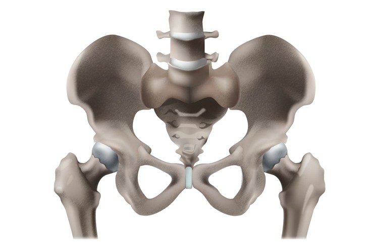 Anatomie des hanches humaines