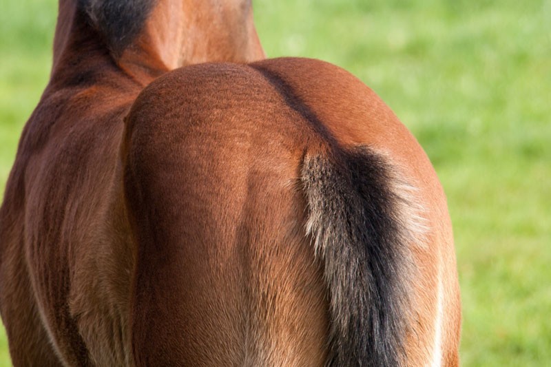 Croupe de cheval