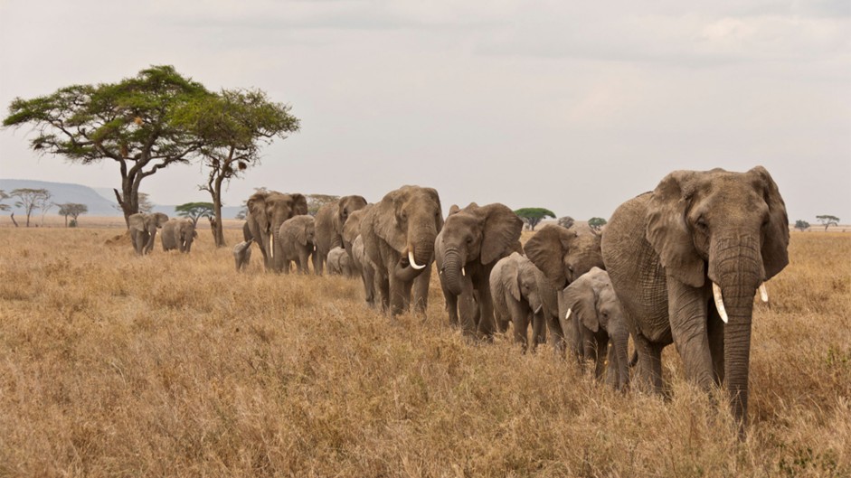 Troupeau d'éléphants