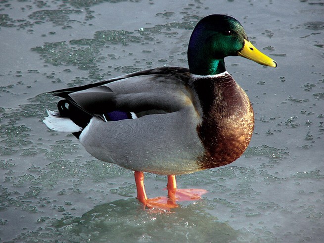 Un palmipède, canard col vert mâle