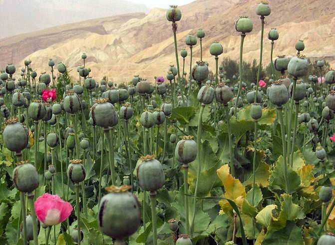 Champ d’opium