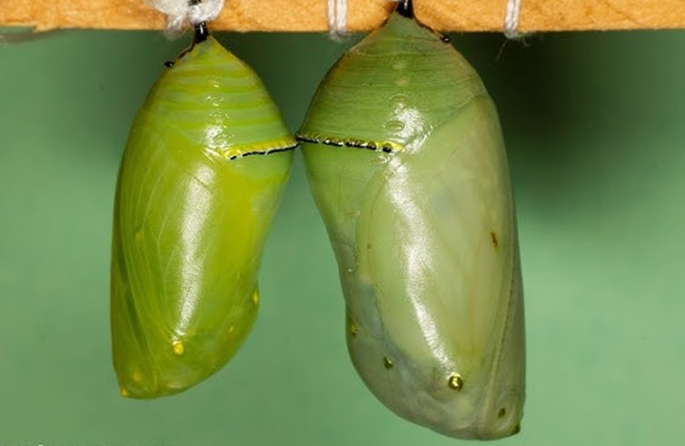 Chrysalides de papillon