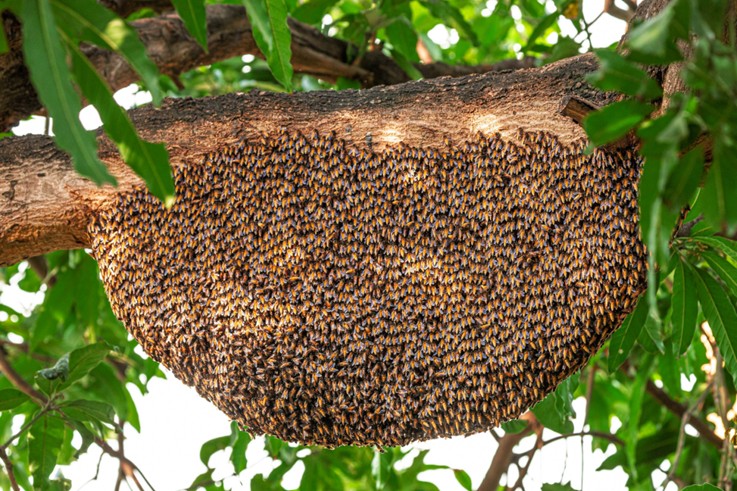 Essaim d'abeilles