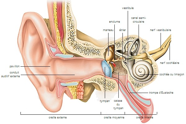 Schéma de l’oreille montrant sur la droite la cochlée