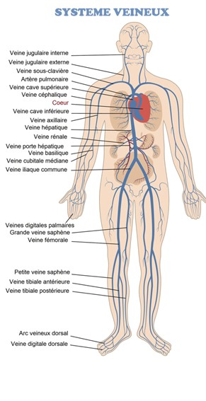 Système veineux du corps humain