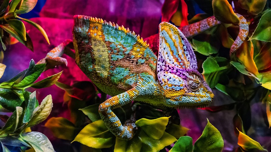 Caméléon