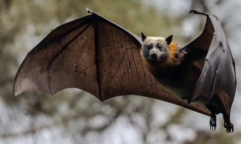 Chauve-souris