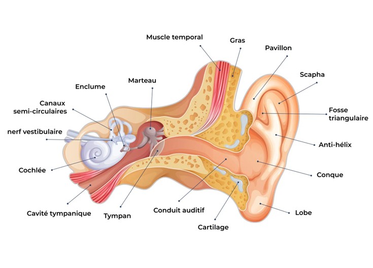 Les éléments internes de l'oreille dont le tympan