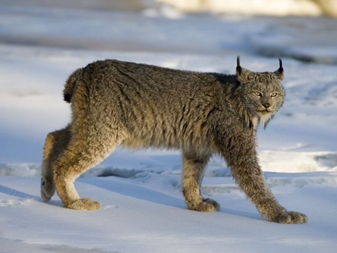 Lynx