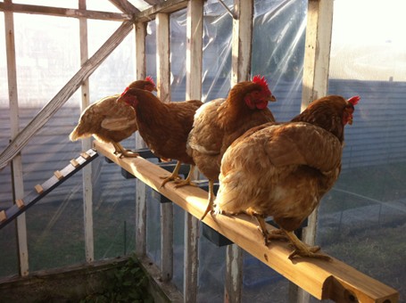 Perchoir à poules
