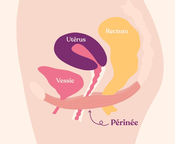 Périnée