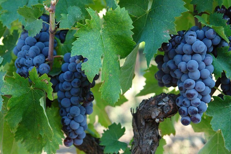 Nerrello Mascalese