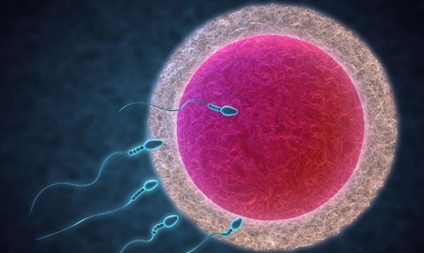 Ovule fécondée par les spermatozoïdes