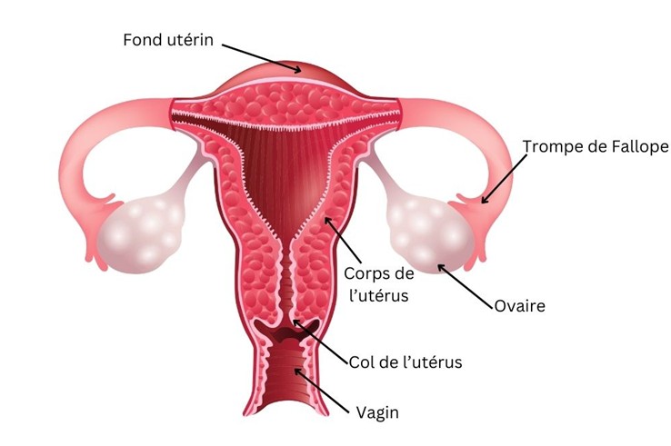 Schéma de l'appareil génital de la femme