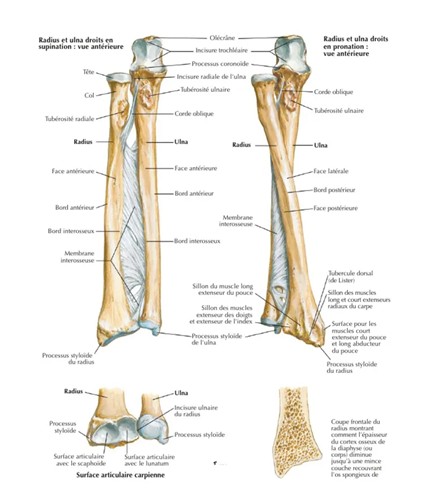 Schéma de l’avant-bras