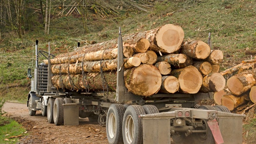 Grumes de bois chargées sur un camion