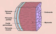 Schéma des couches du cœur