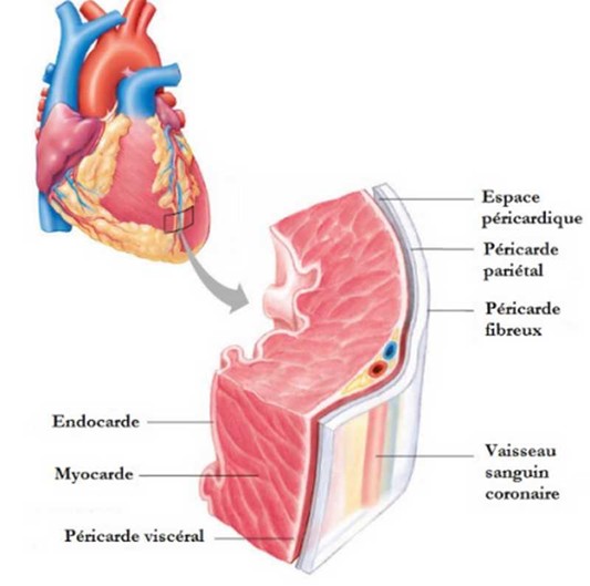 Tissu musculaire du cœur