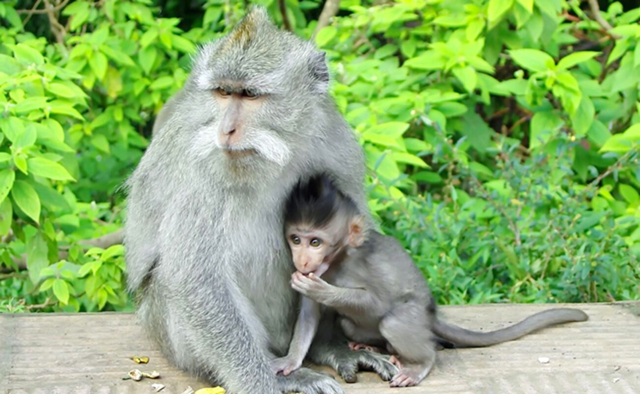 Guenon et son petit