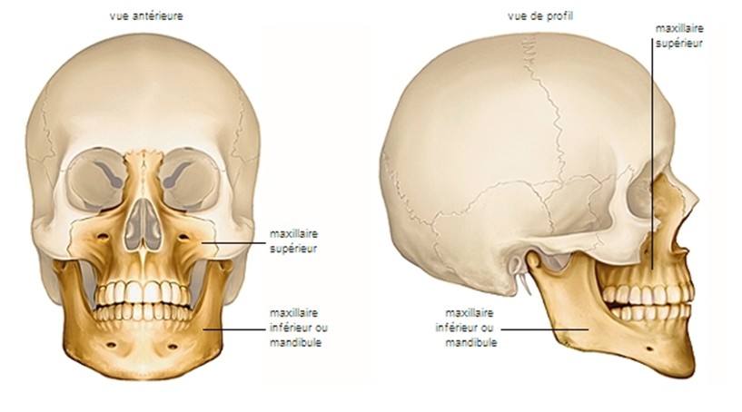 Mâchoires humaines