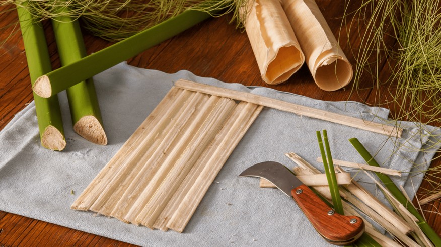 Tiges de papyrus et feuilles de papyrus