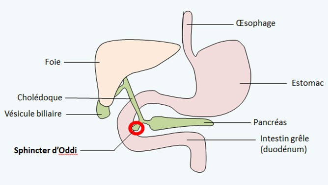 Sphincter d'Oddi