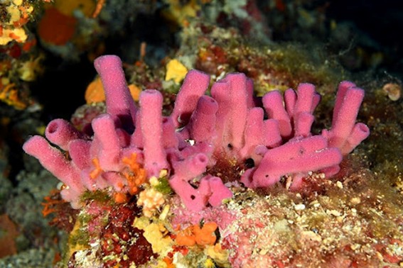 Spongiaires (Porifera)