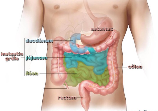 Système digestif et intestins