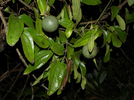 Liane Strychnos toxifera