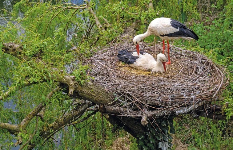 Nid de cigogne