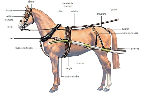 Schéma d’un harnais complet d’un cheval