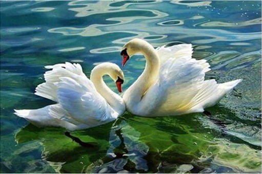 Couple de cygnes