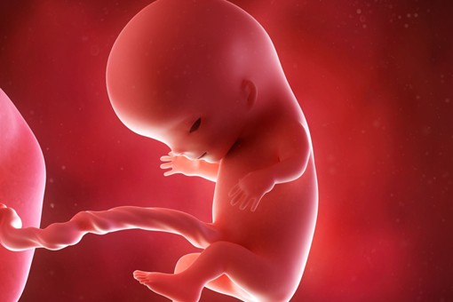 Embryon d'un être humain à trois mois
