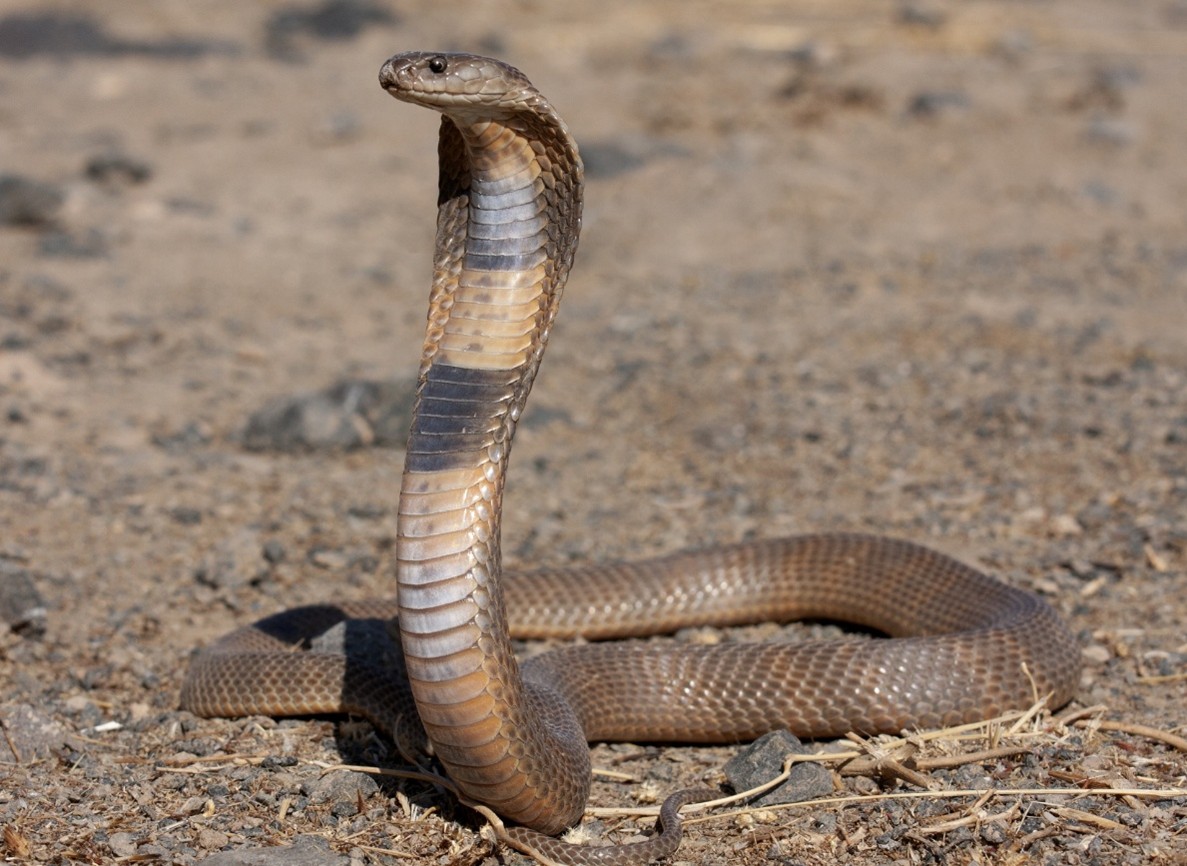 Serpent naja