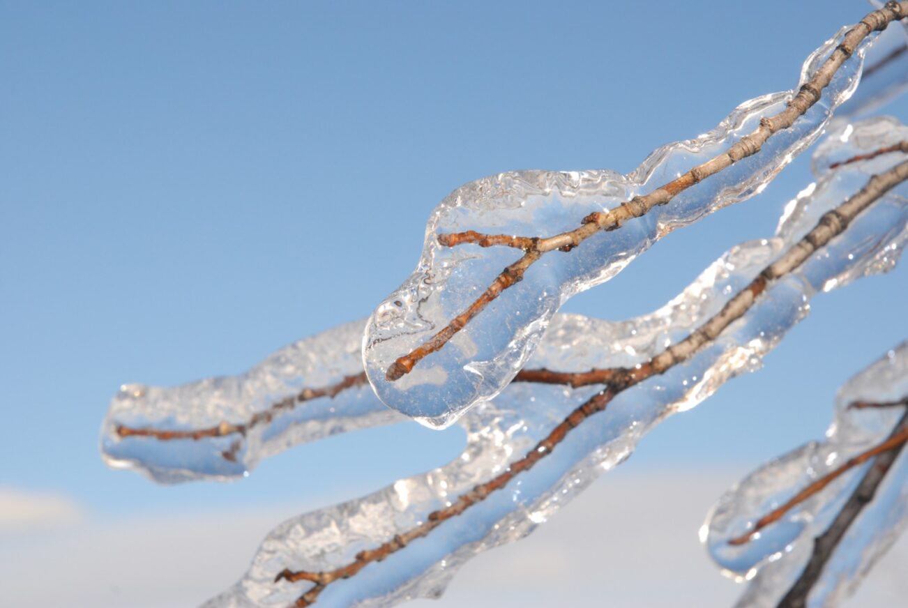 Verglas sur des branches d'arbre
