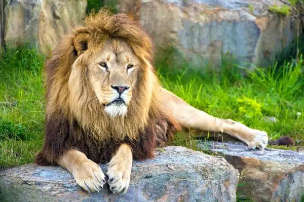 Crinière du lion