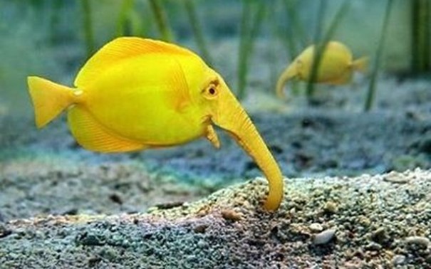 Rostre du poisson éléphant