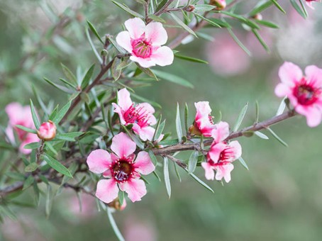 Manuka - Leptospermum scoparium