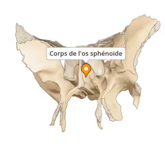 Os sphénoïde