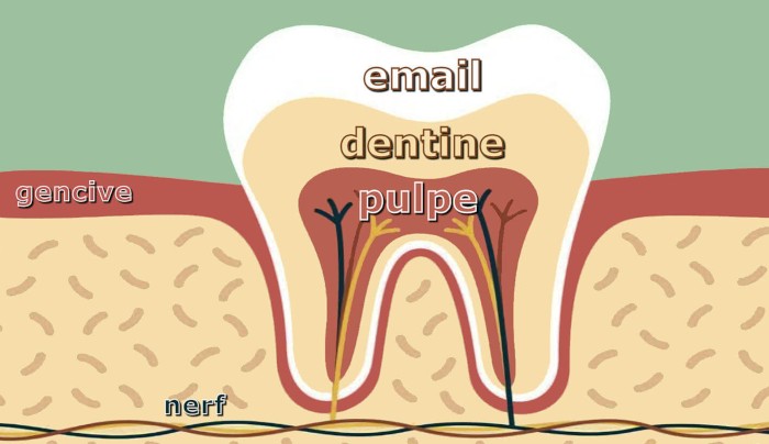 Schéma d’une dent montrant la dentine