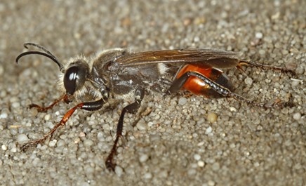 Sphex